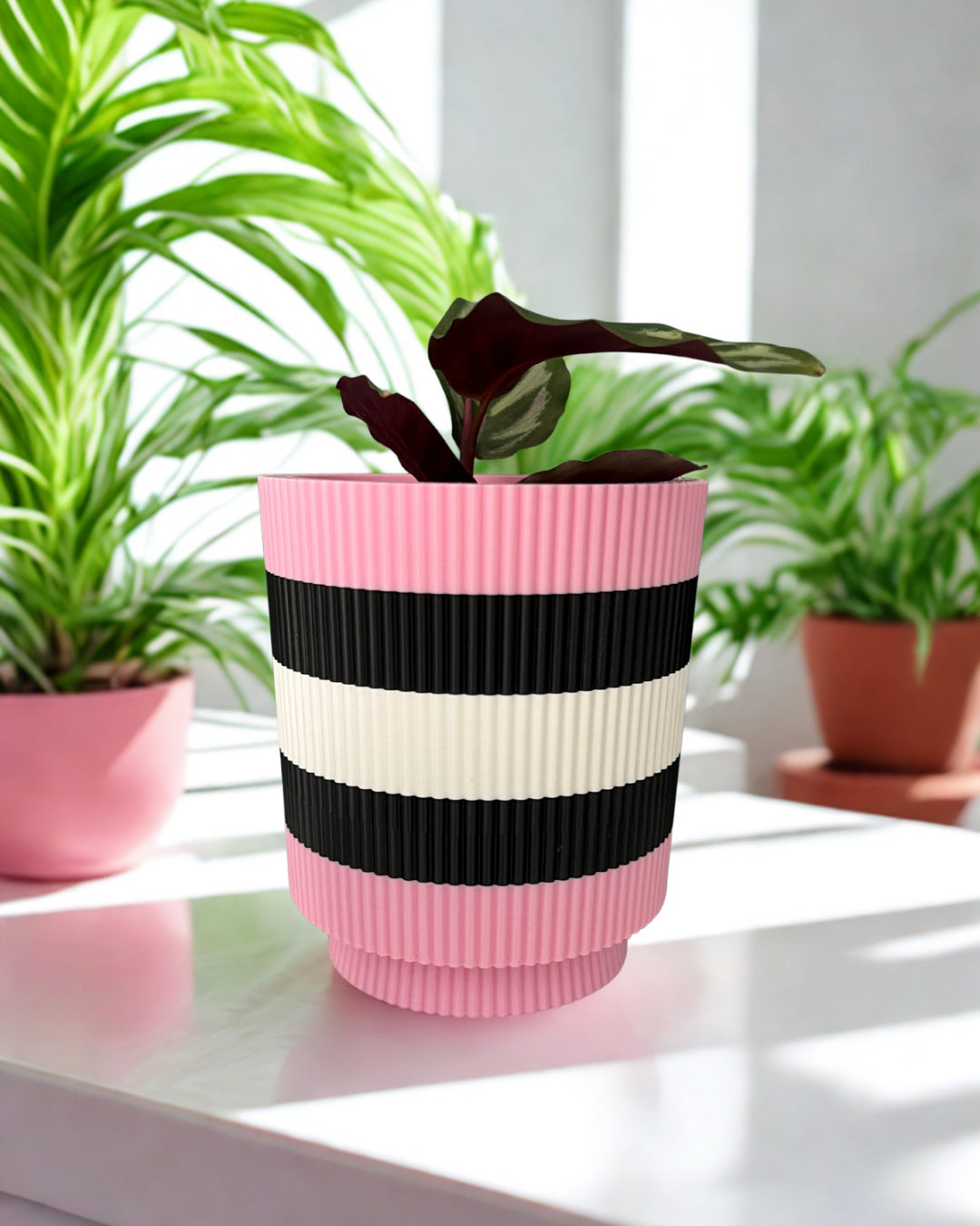 Licorice Allsorts - Verti-Go – Sorbet Succulent Collection Planter Pot
