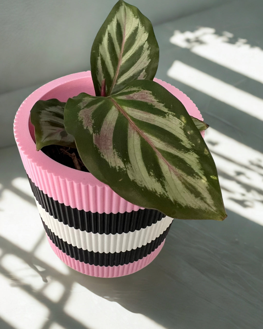 Licorice Allsorts - Verti-Go – Sorbet Succulent Collection Planter Pot