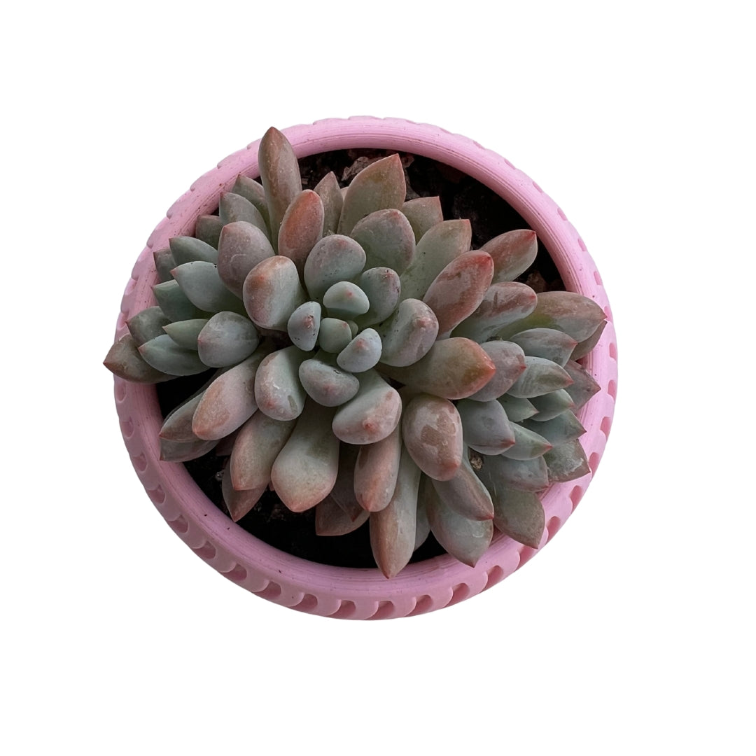 Makin' Waves – Sorbet Succulent Collection Planter Pot