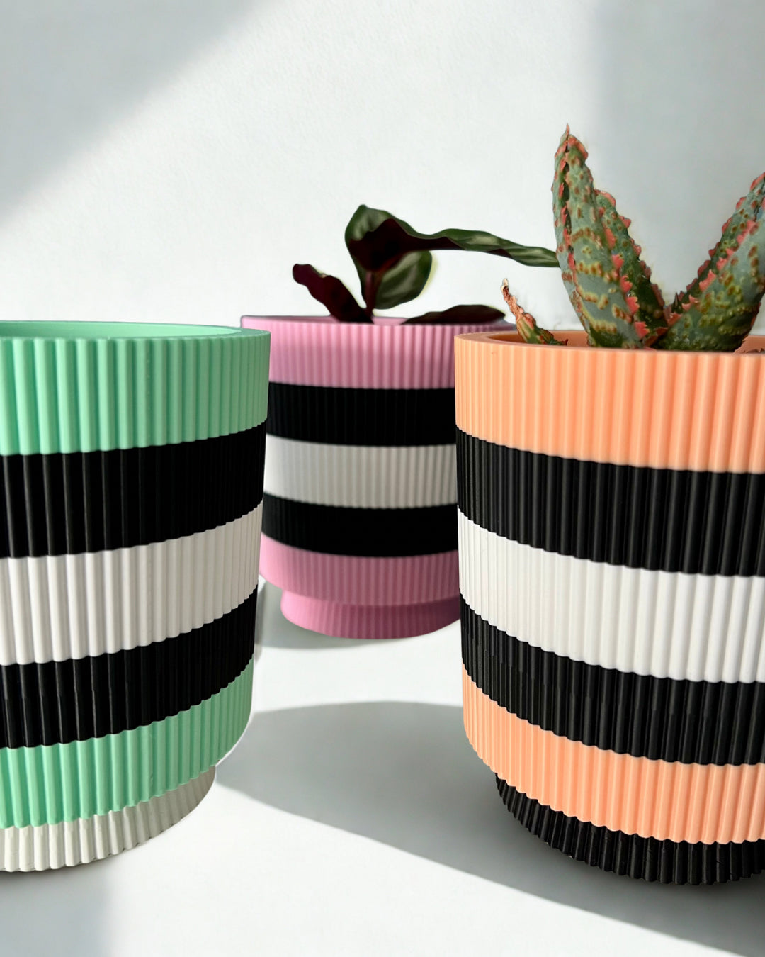Licorice Allsorts - Verti-Go – Sorbet Succulent Collection Planter Pot