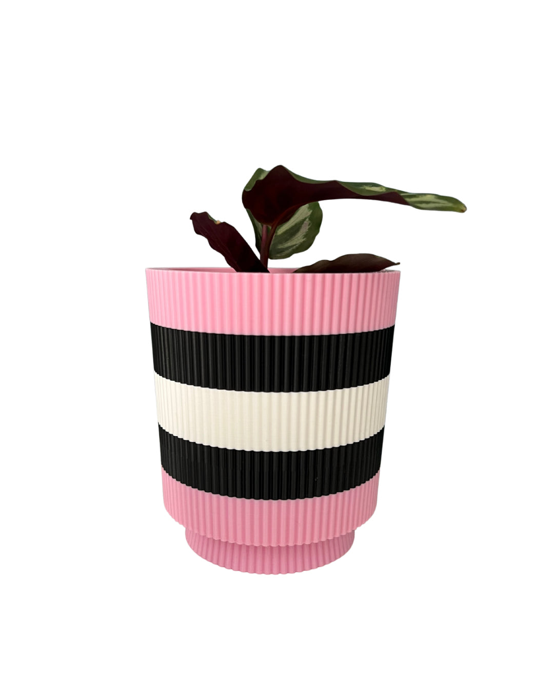 Licorice Allsorts - Verti-Go – Sorbet Succulent Collection Planter Pot
