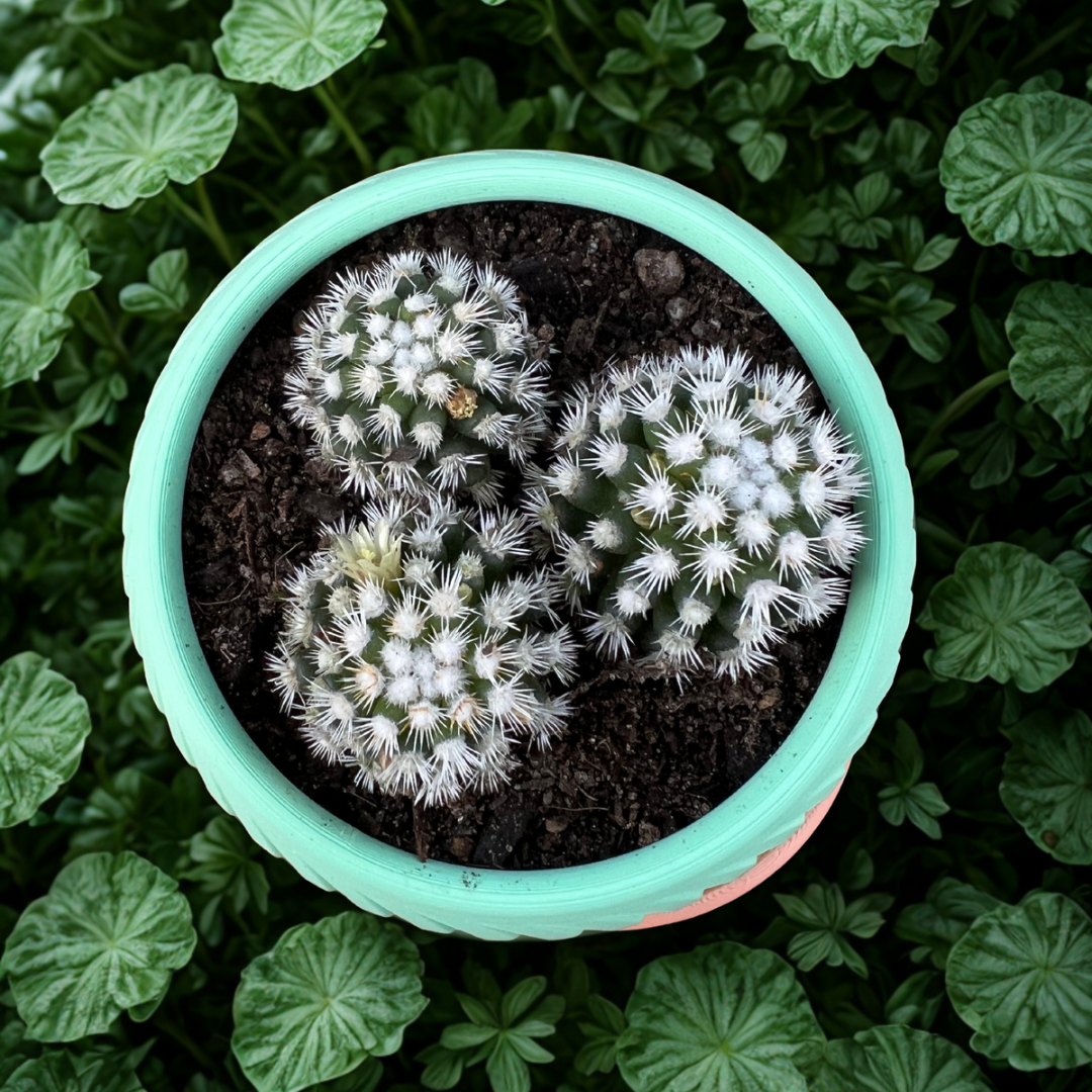 Over the Moon – Sorbet Succulent Collection Planter Pot